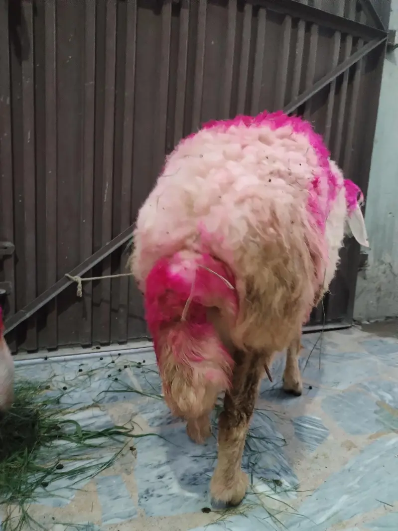 Healthy Sheep/Gaddan — photo 3