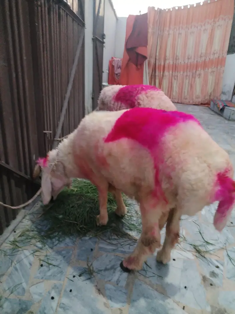 Healthy Sheep/Gaddan — photo 4