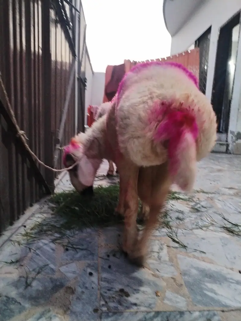 Healthy Sheep/Gaddan — photo 5