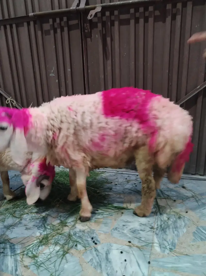 Healthy Sheep/Gaddan — photo 6