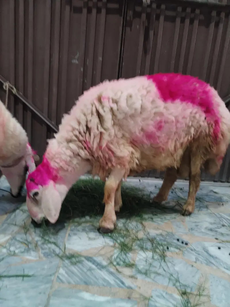 Healthy Sheep/Gaddan — photo 7