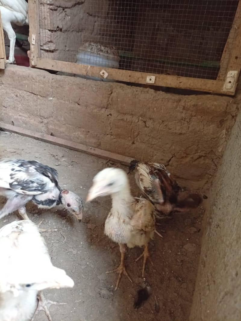 Aseel chicks 3