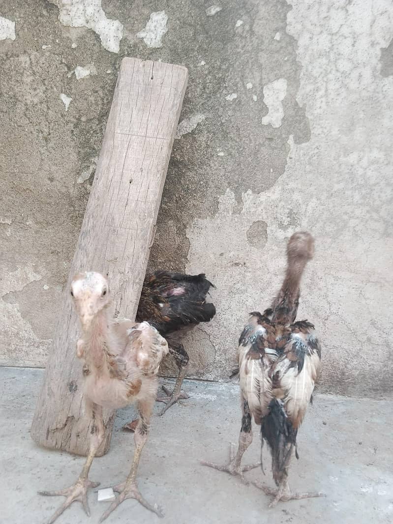 Aseel chicks 4