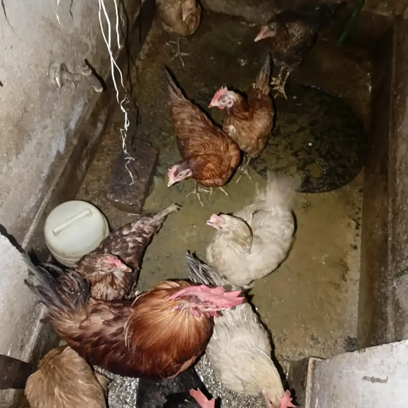 8 female or 1 male — photo 2