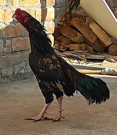 Aseel mianvali murgha