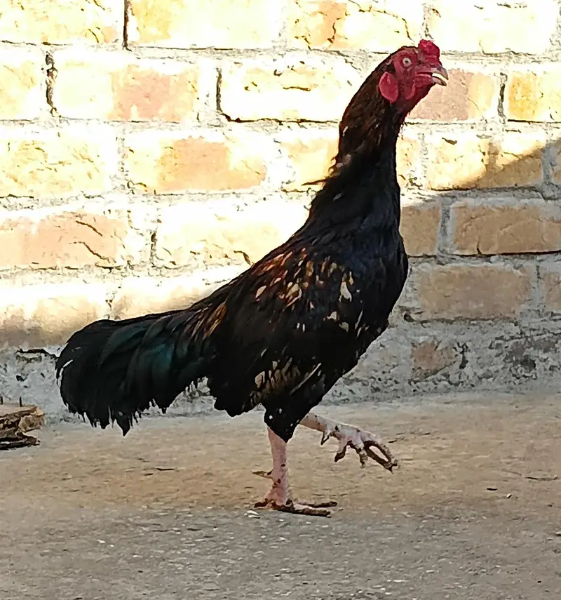 Aseel mianvali murgha — photo 2