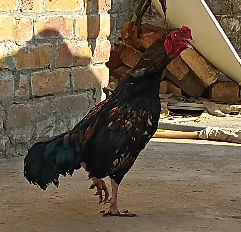 Aseel mianvali murgha — photo 3