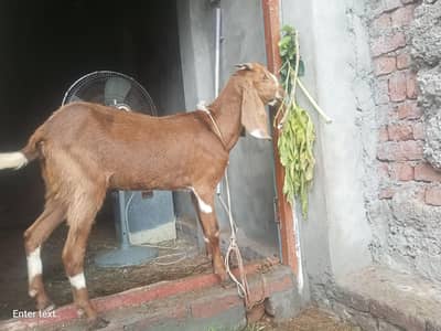 dondi path rabta 03415019049