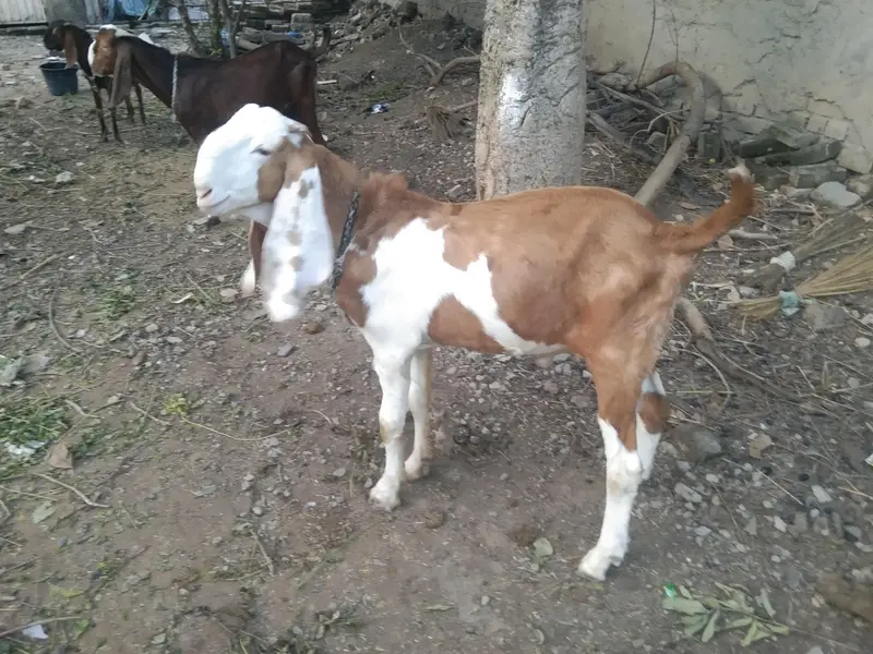 3 x quality bakray beetal — photo 2
