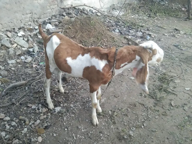 3 x quality bakray beetal — photo 3