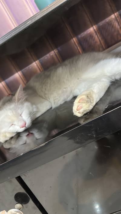 persian cat