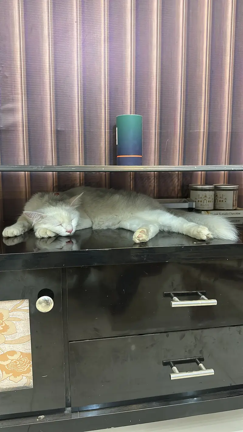 persian cat — photo 2