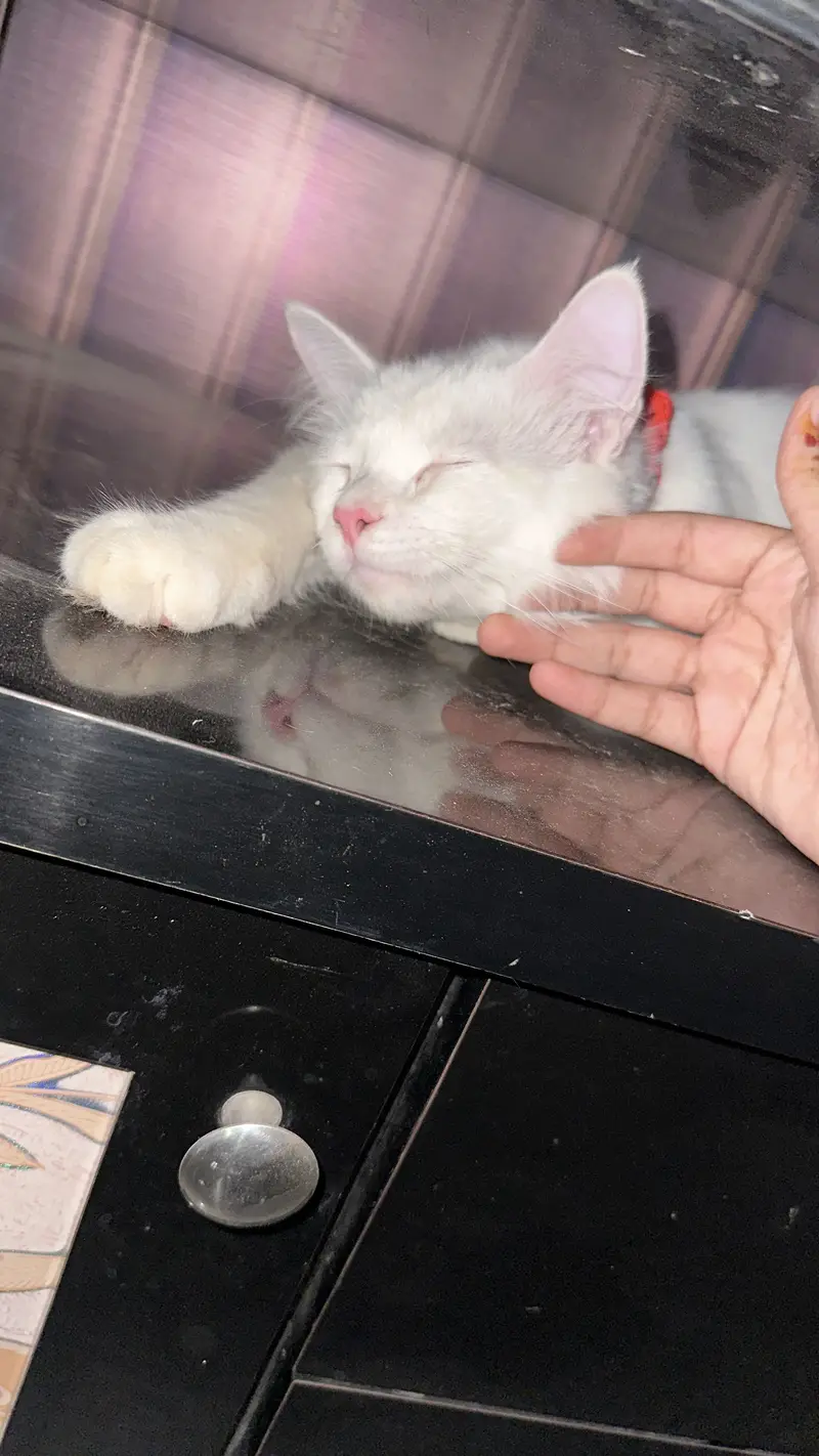 persian cat — photo 3