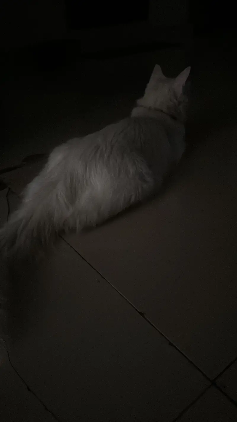 persian cat — photo 4