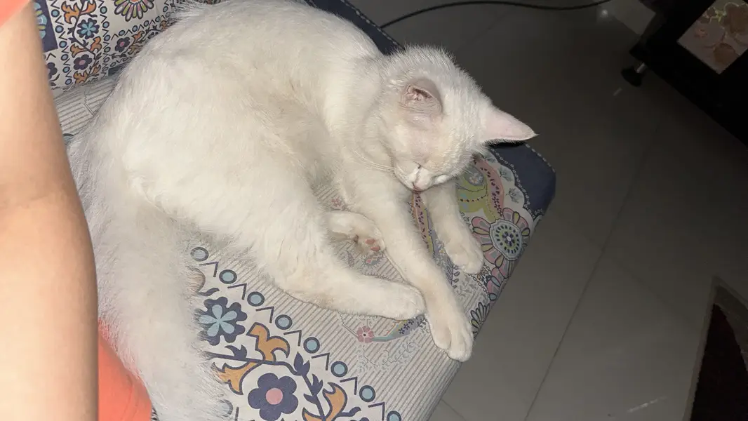 persian cat — photo 5