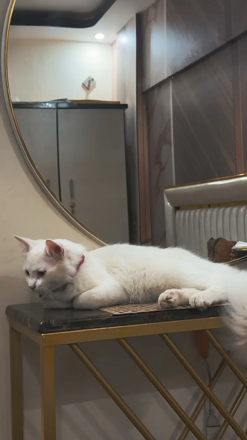 persian cat — photo 6
