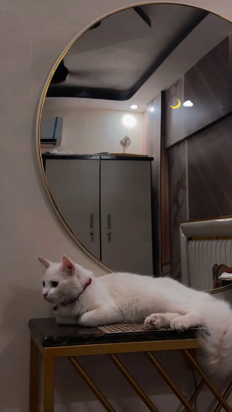 persian cat — photo 7