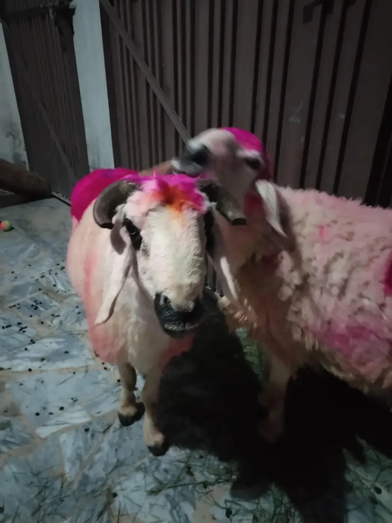 Healthy Sheep/Gaddan — photo 8
