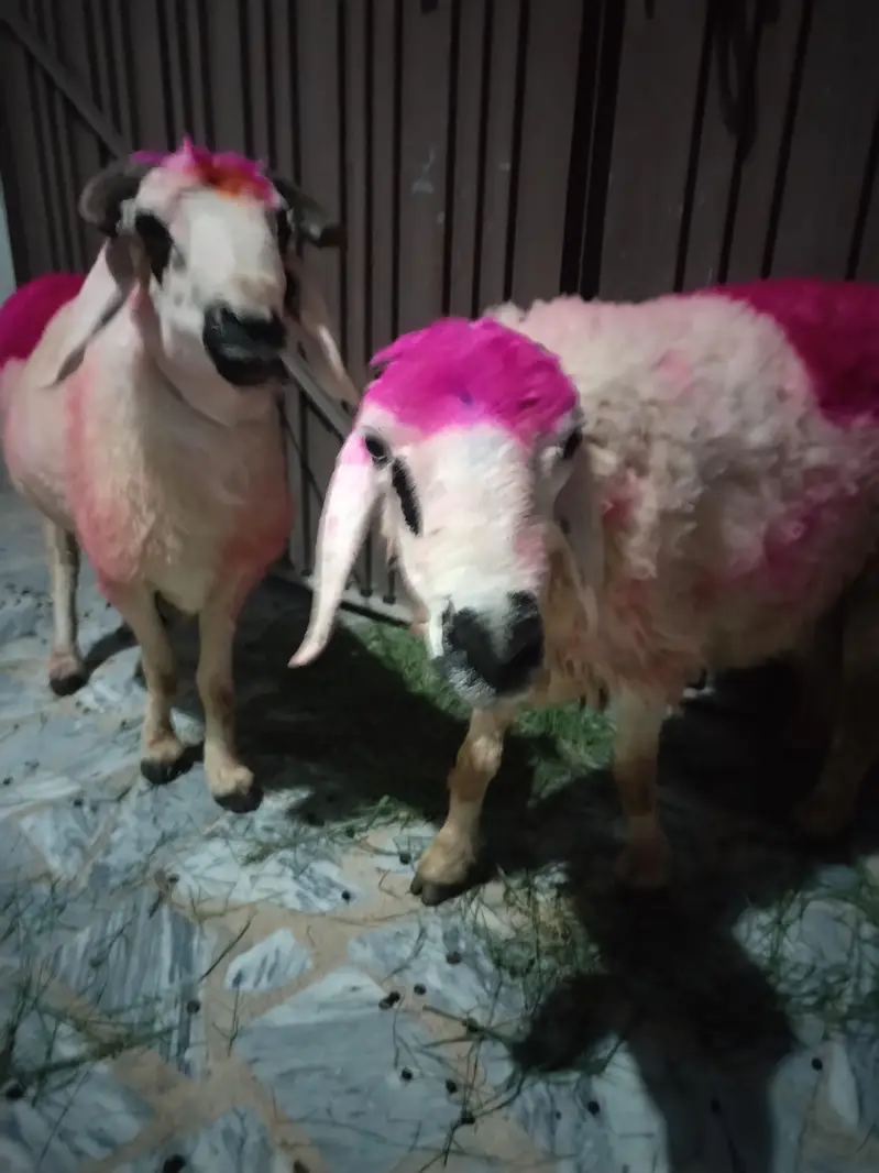 Healthy Sheep/Gaddan — photo 9