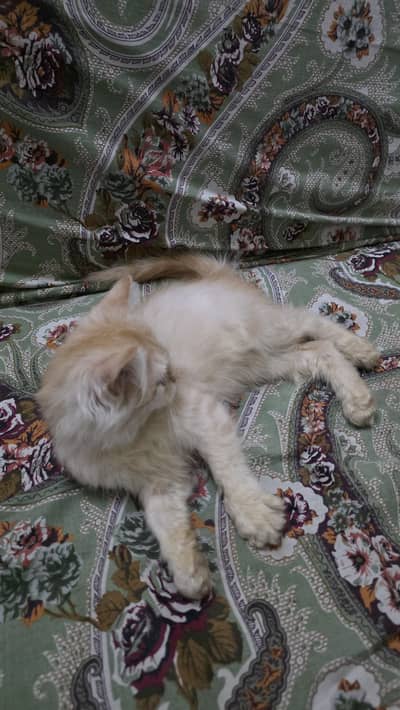 persian female kitten