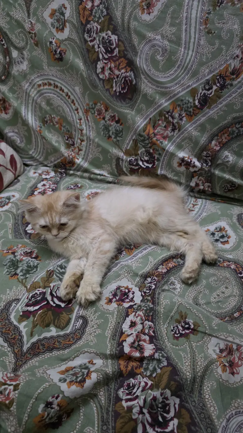 persian female kitten — photo 2