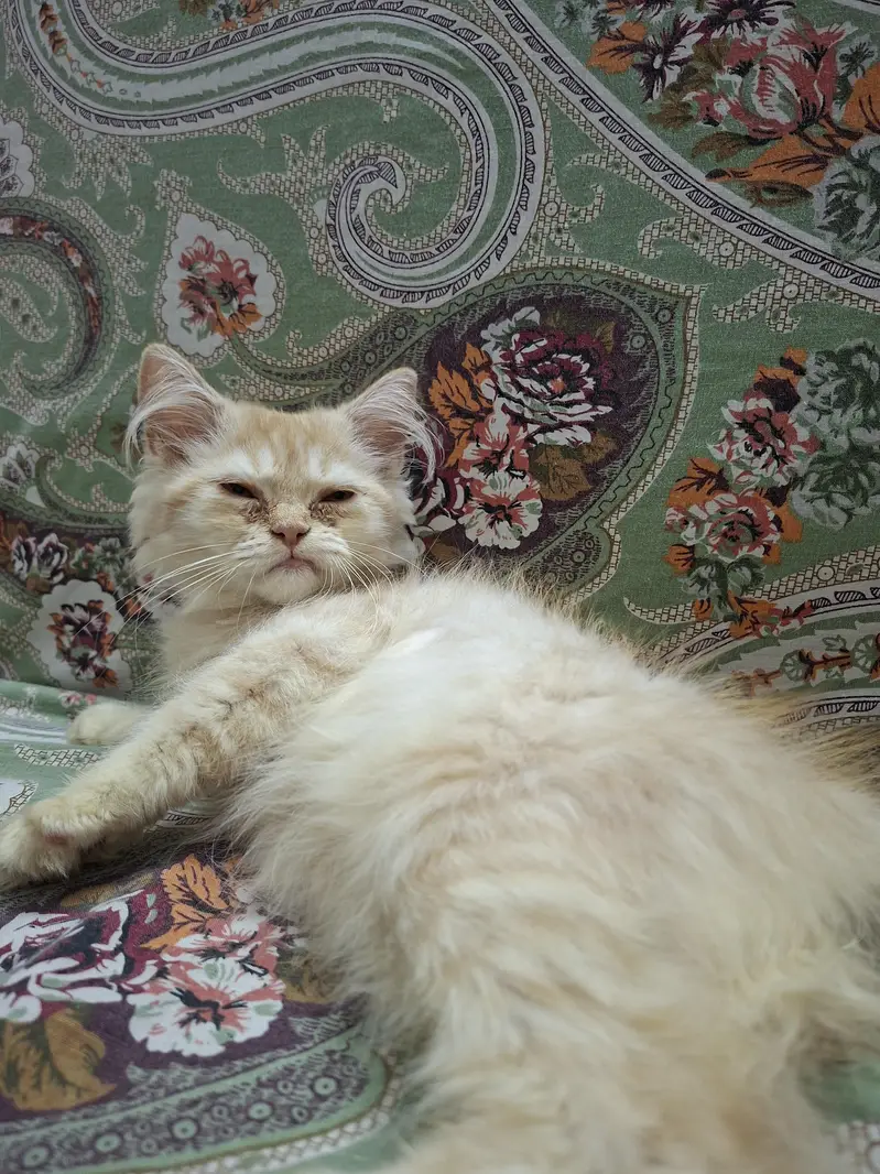 persian female kitten — photo 3