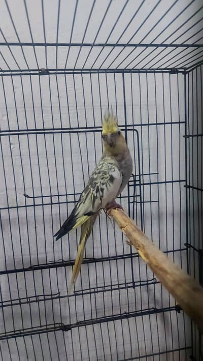 Cockatiall birds for sale