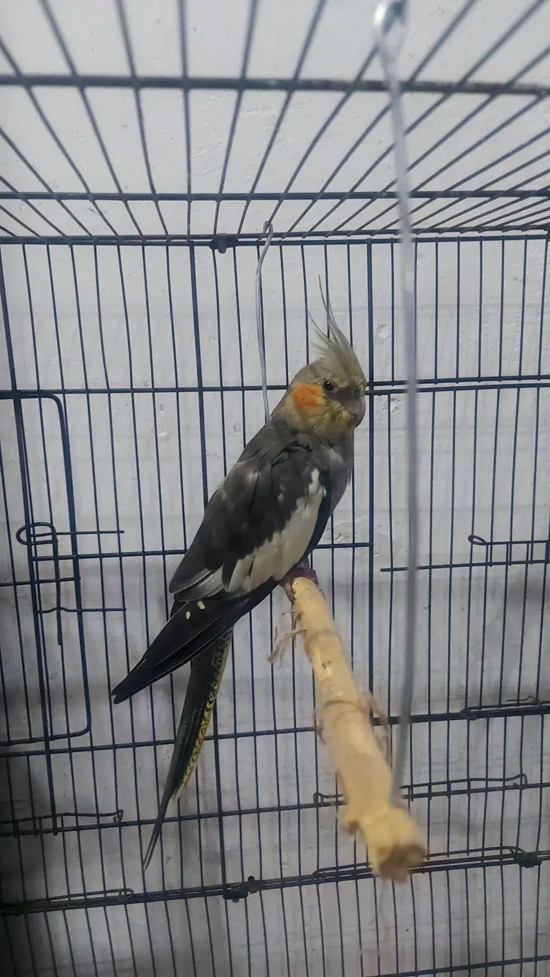 Cockatiall birds for sale — photo 2