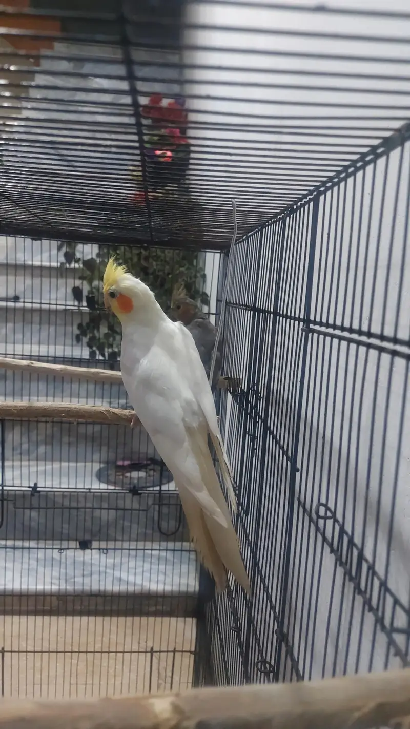 Cockatiall birds for sale — photo 3