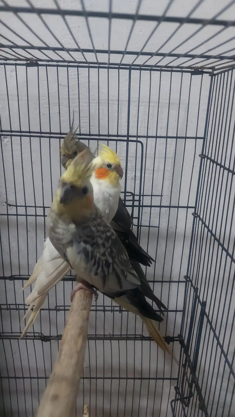 Cockatiall birds for sale — photo 4