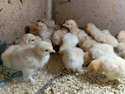 golden heavy buff chicks . Cochin