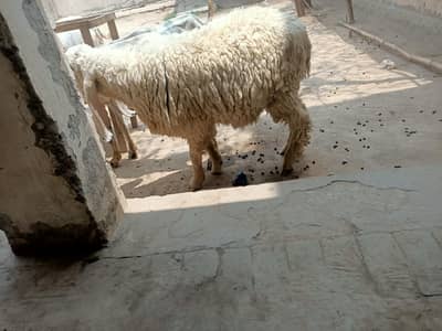 Chatra Kajla 2 dant
