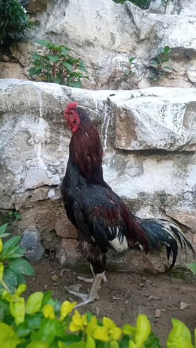 aseel Bird
