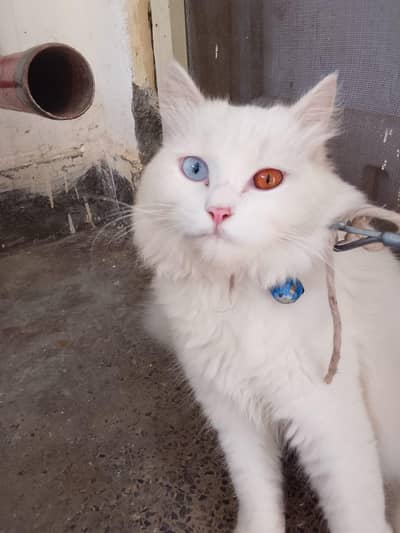 Beautiful Odd-Eye White Persian Cat (1.5 Years Old)