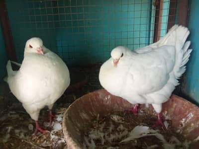 fensi pigeons