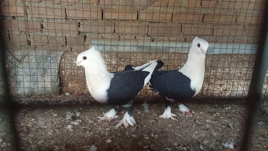 fensi pigeons