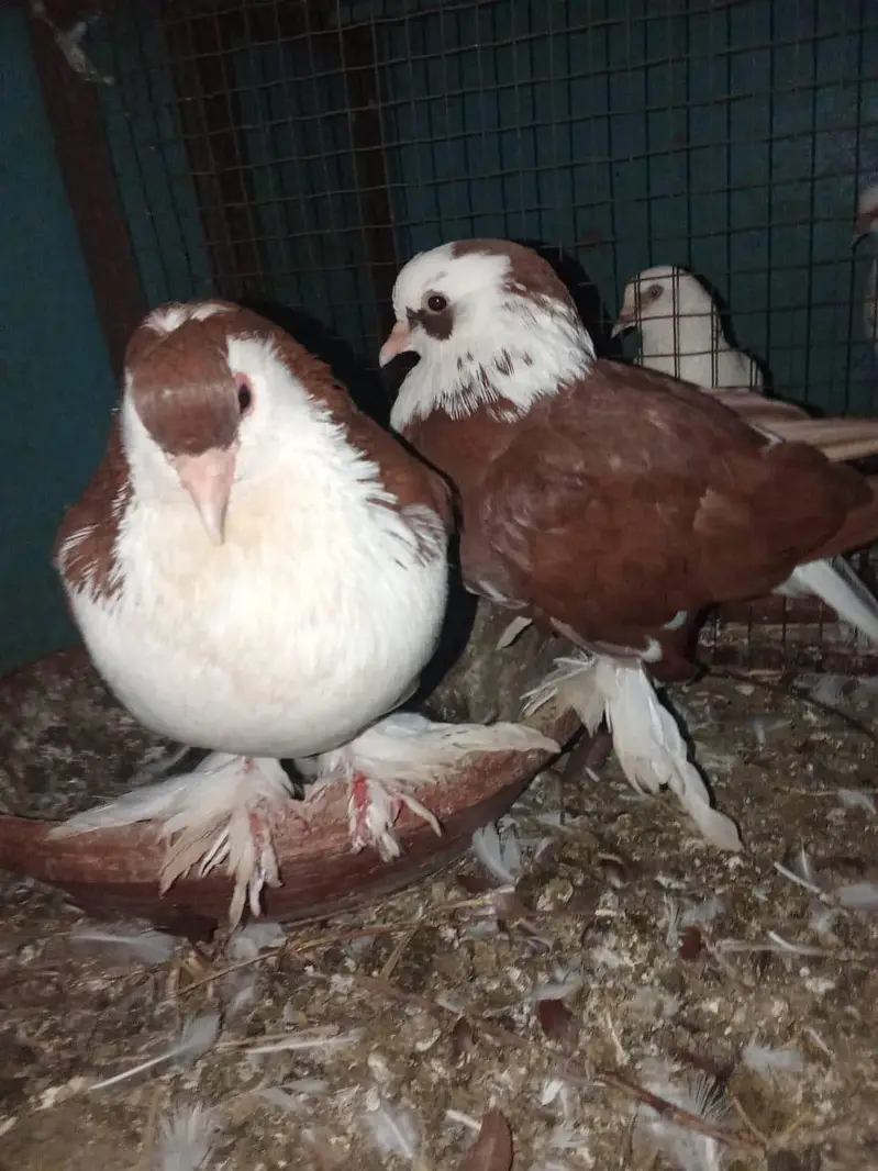fensi pigeons — photo 3