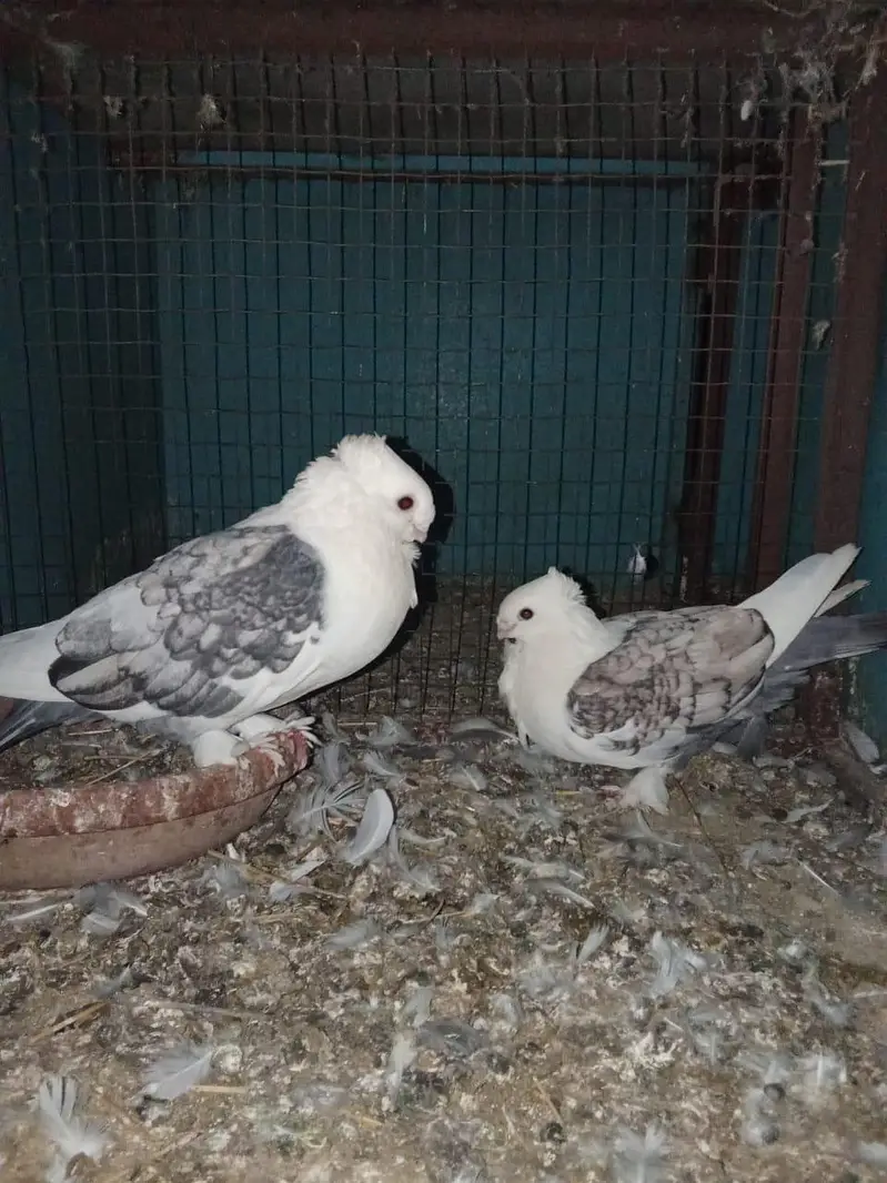 fensi pigeons — photo 4
