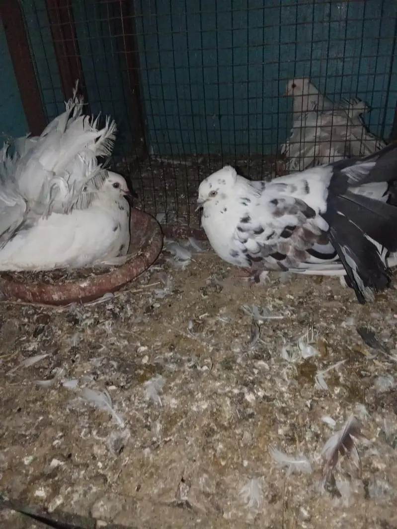 fensi pigeons — photo 5