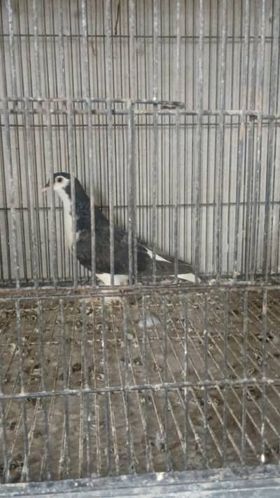 Black shirazi 0 kali male 3417364953