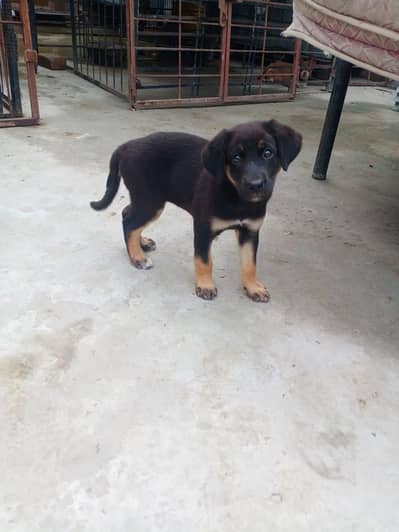 German Shepherd Mix Breed
