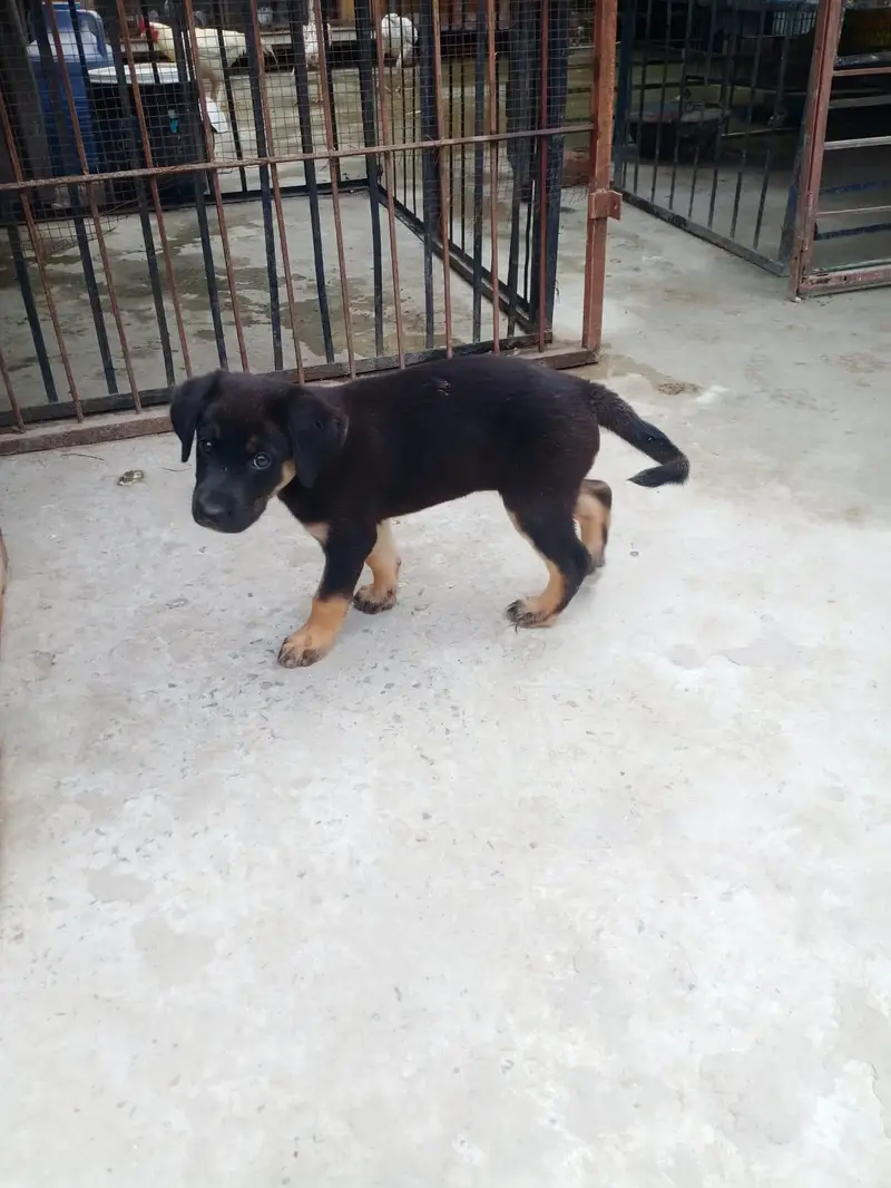 German Shepherd Mix Breed — photo 2