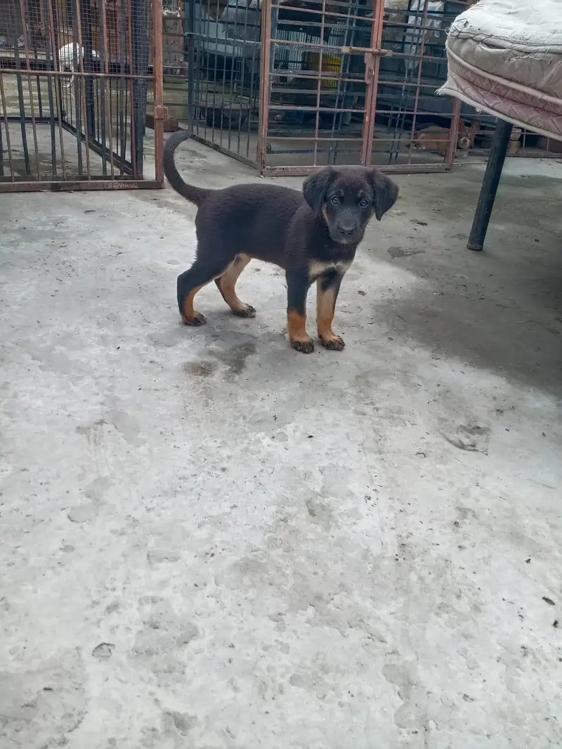 German Shepherd Mix Breed — photo 3