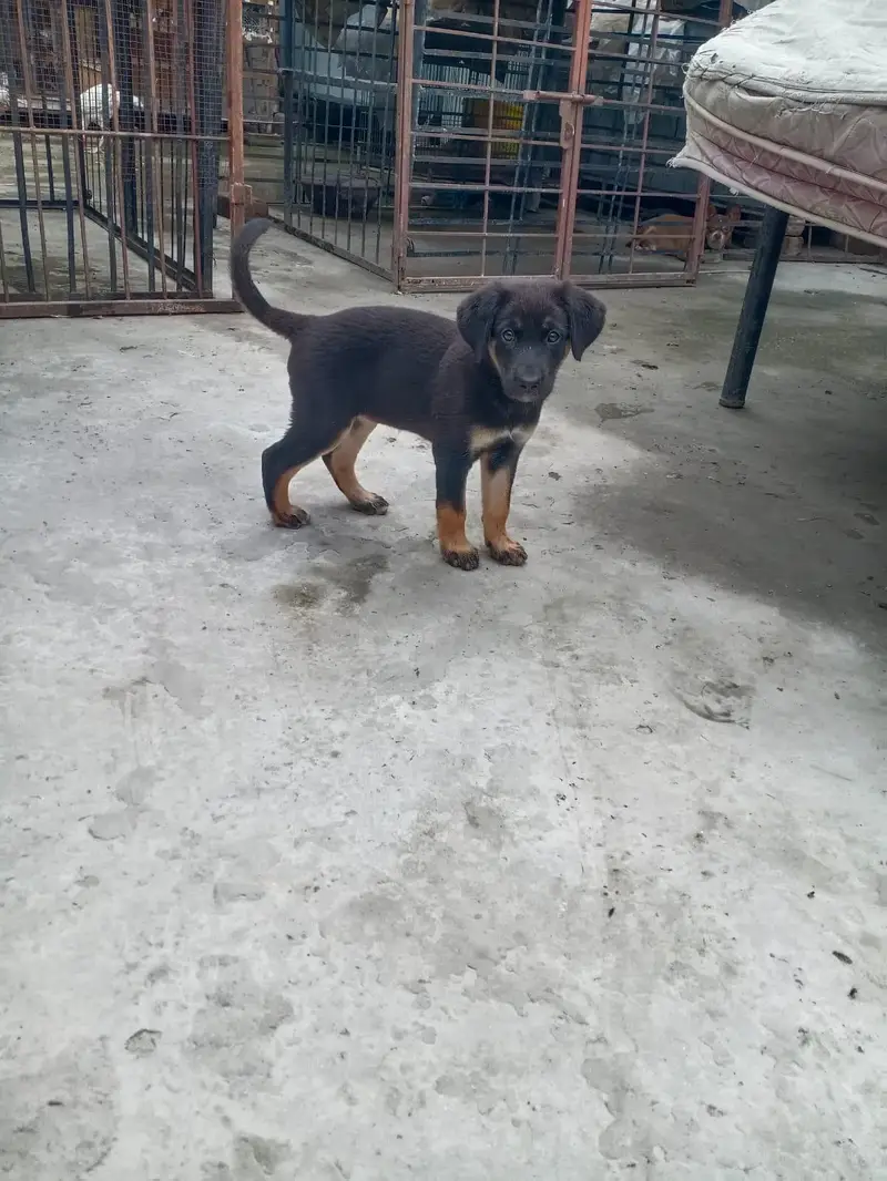 German Shepherd Mix Breed — photo 4