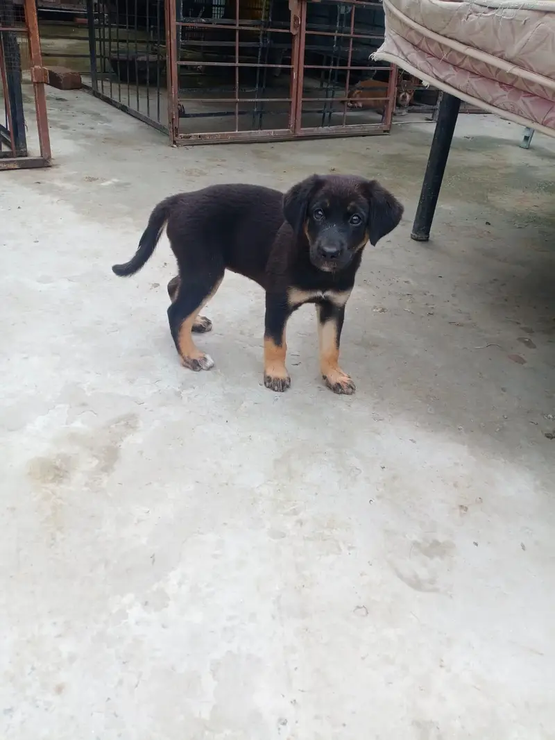 German Shepherd Mix Breed — photo 5
