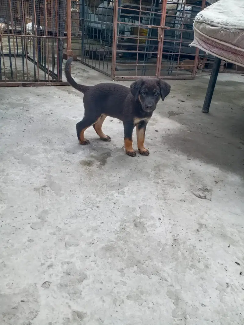 German Shepherd Mix Breed — photo 6