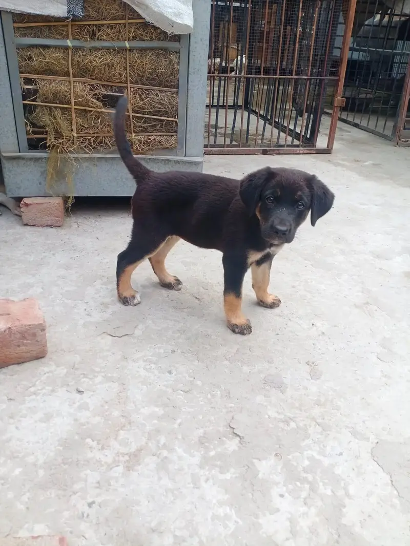 German Shepherd Mix Breed — photo 7