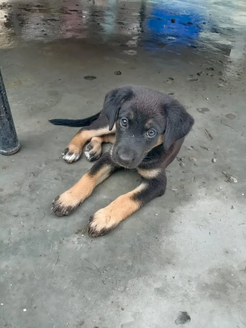German Shepherd Mix Breed — photo 8