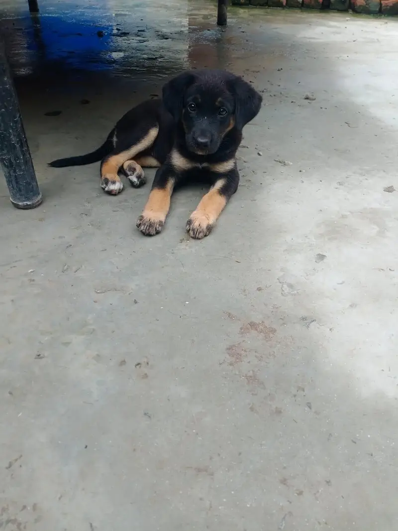 German Shepherd Mix Breed — photo 9
