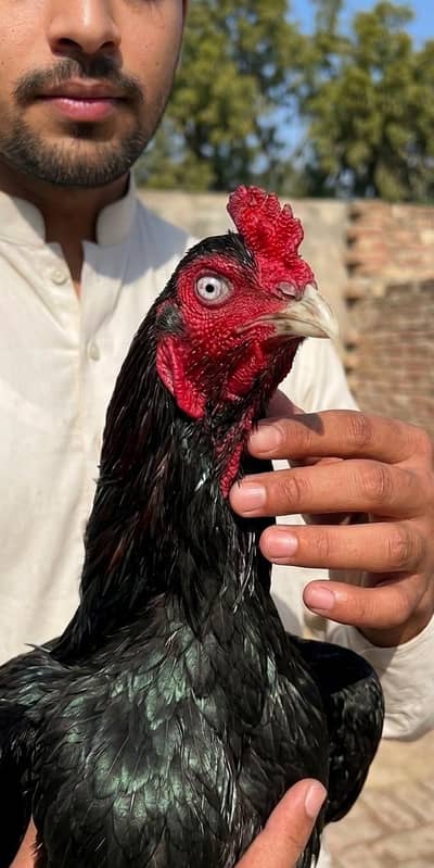 lasani/heera/white aseel chick's